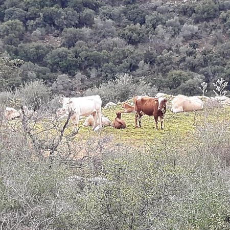 הוילה אירוח כפרי במנות מראה חיצוני תמונה